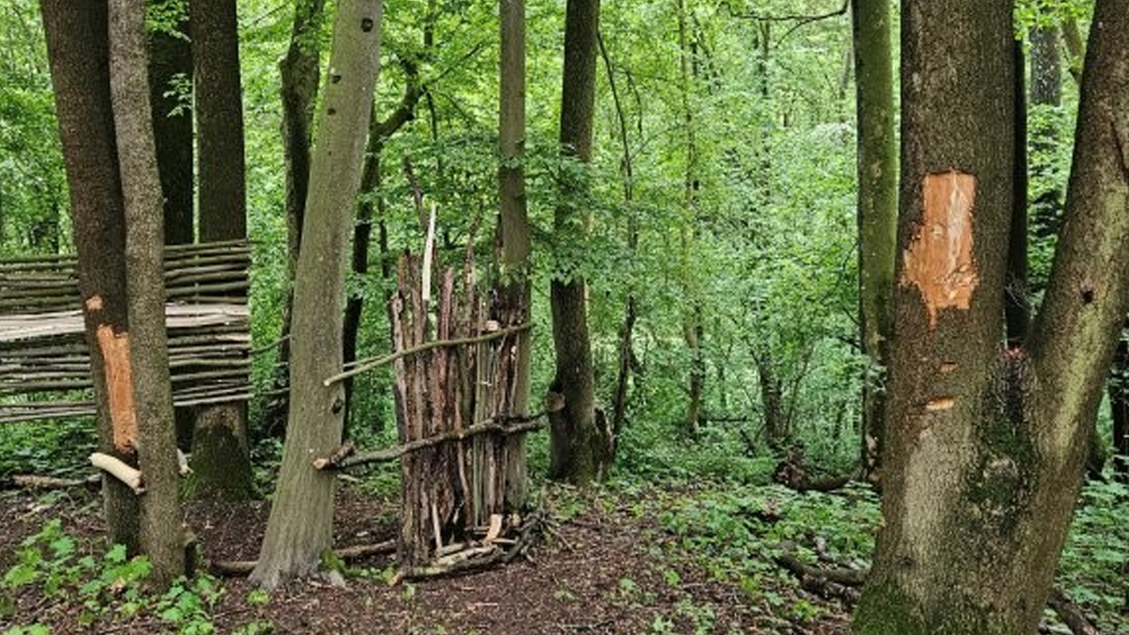 Stadtverwaltung Holzminden erstattet Anzeige nach massiven Schäden an Bäumen im Stadtpark