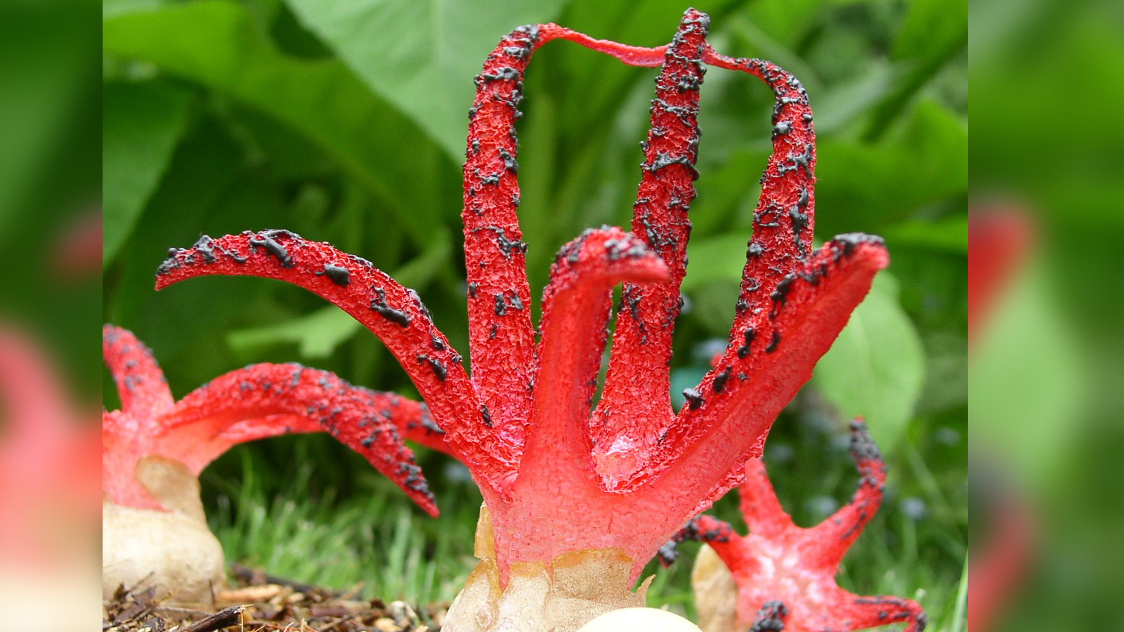 NABU Holzminden lädt zu Vortrag über Pilze mit Referent Klaus Wechsler im Hotel Kiekenstein ein