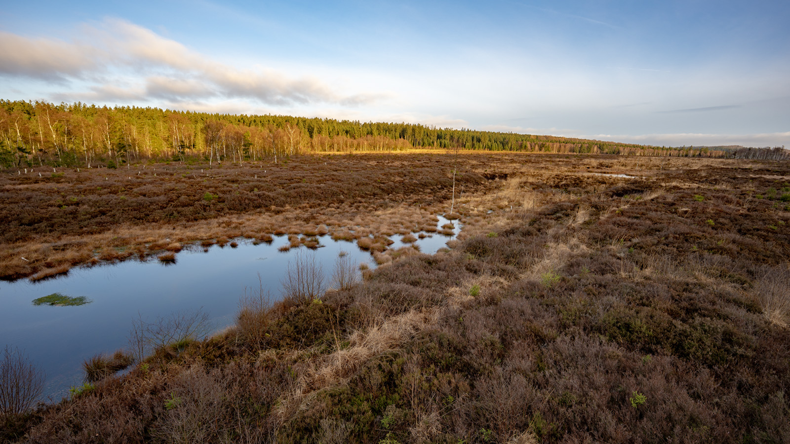 Touristik-Information Neuhaus und Heimatverein laden zur ersten Hochmoorführung im Mecklenbruch ein